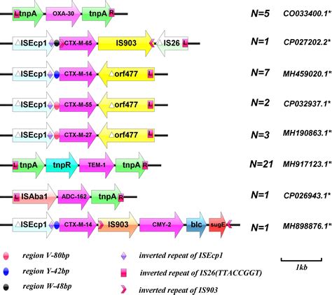 Frontiers | Characterization of Beta-Lactamases in Bloodstream ...