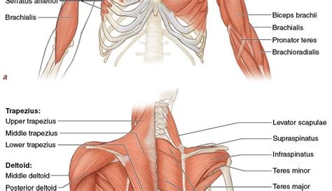 Shoulder Muscles Anatomy, Exercise, Name List: