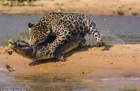 Jaguar hunts caiman (10 pics) | Amazing Creatures