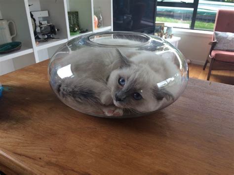 PsBattle: This cat in a fish bowl | Gatti