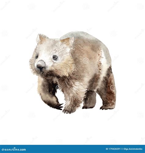 Watercolor Drawing of an Animal - Wombat, Animal of Australia Stock ...