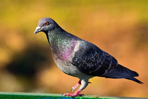 How To Deal With Pigeons Issues? - SeekersGuidance