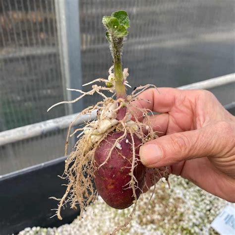 Hydroponic Potatoes - How To Grow Potatoes Hydroponically