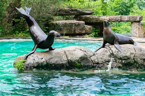 Pittsburgh Zoo Sea Lion Wild Encounter: Tips to Know Before You Go ...