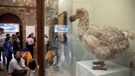 Genetics company says they can 'de-extinct' the dodo bird | LiveNOW from FOX