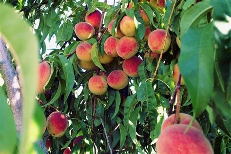 How to Grow Organic Peach Trees in the Home Garden