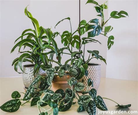 Plant Humidity: How to Increase Humidity For Houseplants