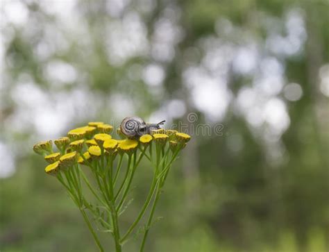 586 Insects Horns Stock Photos - Free & Royalty-Free Stock Photos from Dreamstime