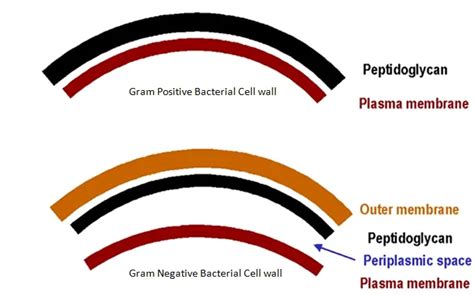 Gram-Positive vs. Gram-Negative Bacteria • Microbe Online