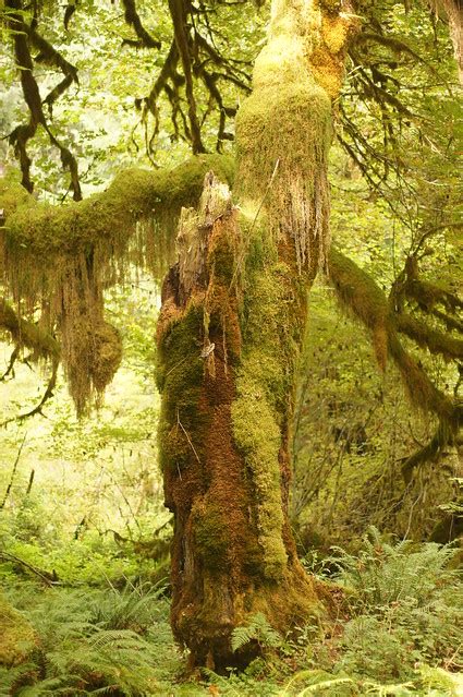 Hall of Mosses Trail | Hall of Mosses Trail, Hoh Rain Forest… | Flickr - Photo Sharing!