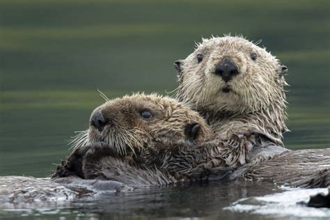 11 Cute Sea Otter Facts - Fact Animal