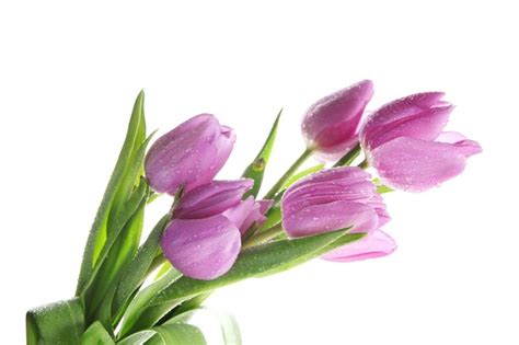 Premium Photo | Beautiful bouquet of purple tulips, isolated on white