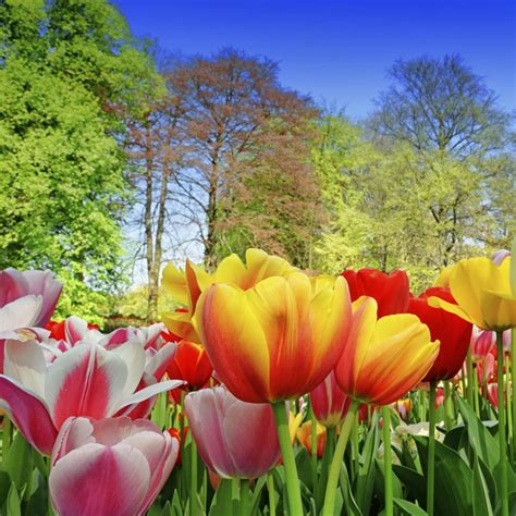 Floriade & Highlights of the Netherlands Tour | Leger Holidays