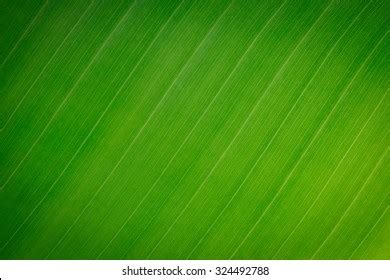 183,787 Banana leaf texture Images, Stock Photos & Vectors | Shutterstock