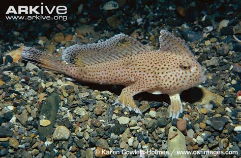 The spotted handfish has hand-like ‘paired fins’ that enable it to ‘walk’ along the seafloor ...