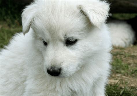 Indian Spitz Dog Breed