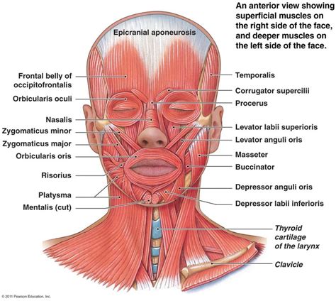 Superficial Muscle Of Neck - Human Anatomy