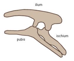 Ornithischia Facts for Kids