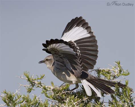 Northern Mockingbird Flight Display – Feathered Photography