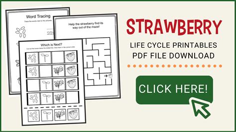 Printable Strawberry Life Cycle Preschool Worksheets