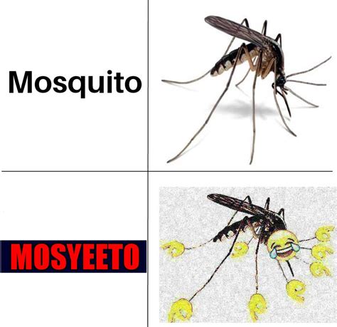 Mosquito / Mosyeeto | Yeet | Know Your Meme