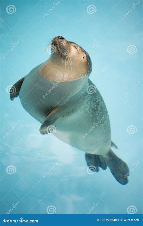 Vertical Closeup Shot of a Ross Seal (Ommatophoca Rossii) Enjoying the Sun at a Zoo Park Stock ...