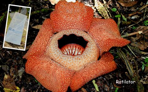 The Giant Flower - Rafflesia