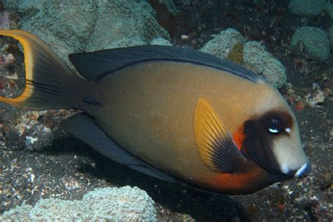 Mimic Tang "Acanthurus pyroferus" – 1 Fish 2 Fish Dartmouth