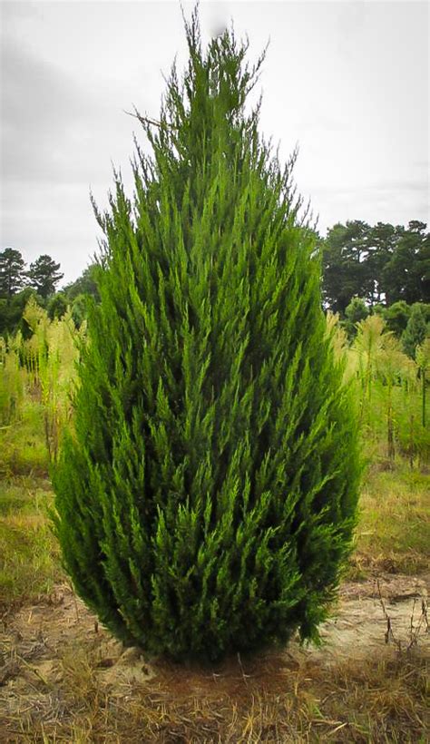 Buy Spartan Juniper Trees Online | The Tree Center