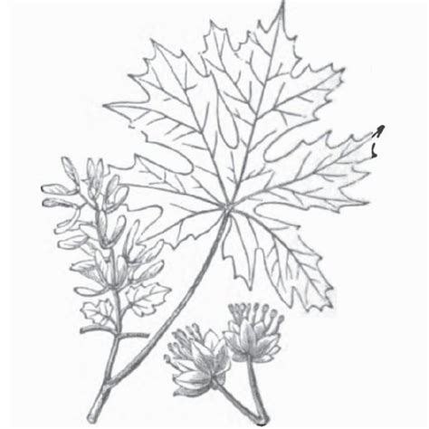 Bigleaf maple | The Wood Database (Hardwood)