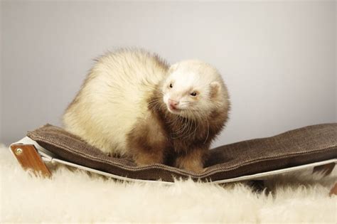 List of All Ferret Breeds! - Ferret Colors, Types and Patterns