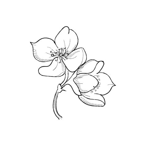 Jasmine Flower Drawing Pictures | Best Flower Site