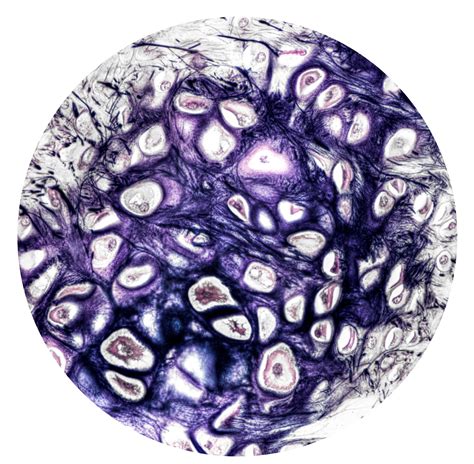 elastic cartilage | Histology and Histophathology