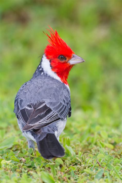 Red-crested Cardinal