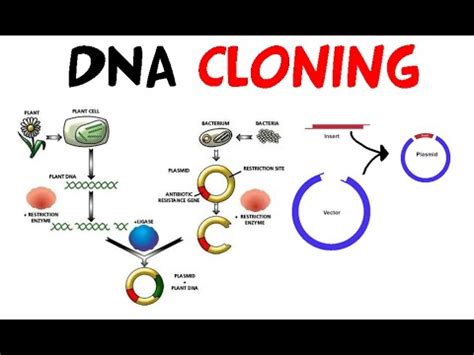 Key Steps of Molecular Cloning | Doovi