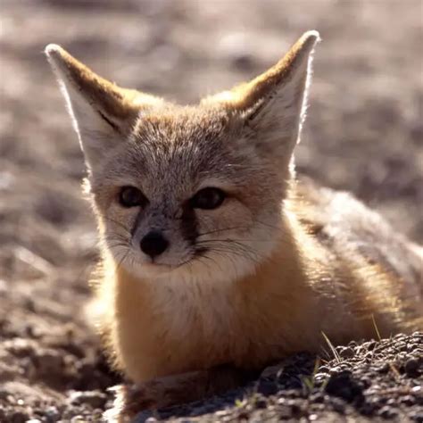 Kit Fox - Facts, Diet, Habitat & Pictures on Animalia.bio