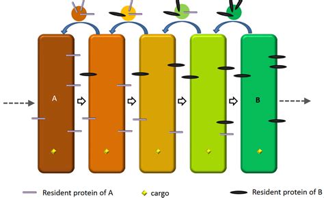 Topic 4 Protein Trafficking | BS2004: Molecular and Cellular Biology II