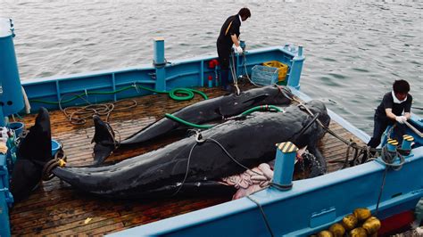 Japan to resume commercial whaling July 1, after 30-year break — Quartz