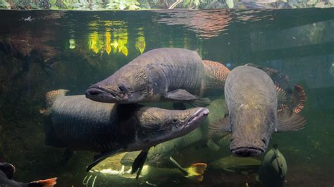 Arapaima – Aquarium Berlin