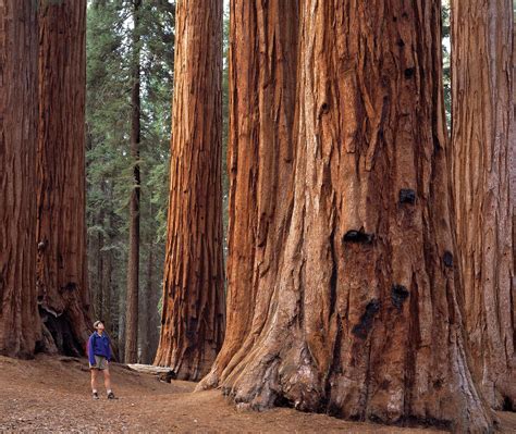 Sequoia National Park | Map, Location, & Facts | Britannica