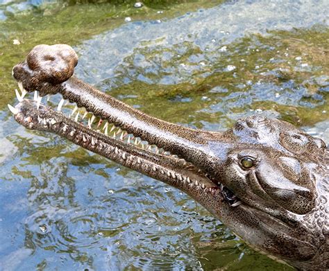 Gharial | San Diego Zoo Wildlife Explorers