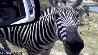 zebra | GIF | PrimoGIF