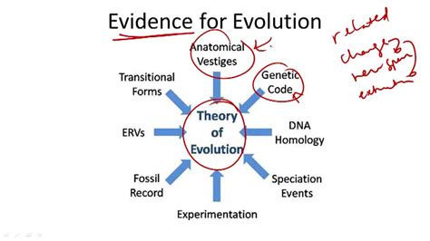 Evolution Evidence ( Video ) | Biology | CK-12 Foundation