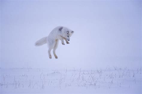 Arctic Fox Pouncing On Prey, Arctic Photograph by Steven J. Kazlowski ...