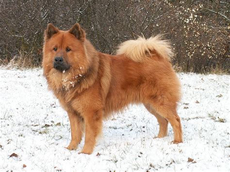 Eurasier dog on the snow photo and wallpaper. Beautiful Eurasier dog on the snow pictures