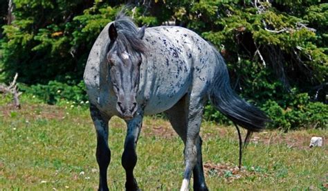 Roan Horses - Colors, Genetics & Breeds - Helpful Horse Hints