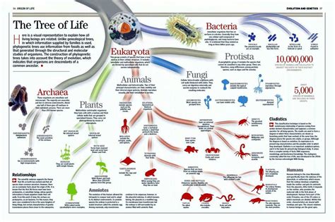 Picture | Phylogenetic tree, Taxonomy biology, Taxonomy