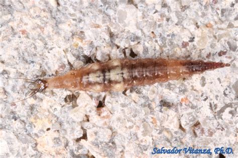 Neuroptera-Hemerobiidae-Brown Lacewings LARVA (B) - Urban Programs - El ...