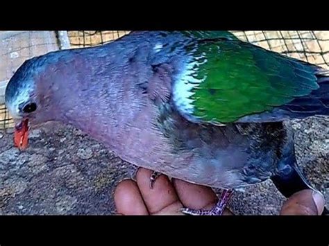 BURUNG PUNAI TANAH JANTAN ASLI - YouTube