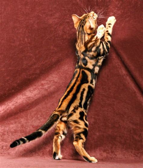 Marbled bengal Gorgeous Cats, Pretty Cats, Animals Beautiful, Beautiful Beautiful, Cats Meow ...